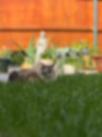 Cat resting on green grass in a garden with a blurred statue and plants in the background. The mood is peaceful and relaxed.