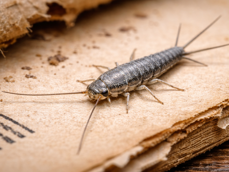 How Do I Get Rid of Silverfish