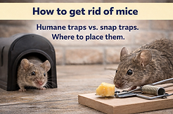 how-to-get-rid-of-mice.png
