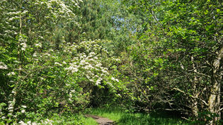 June – Lush and Leafy