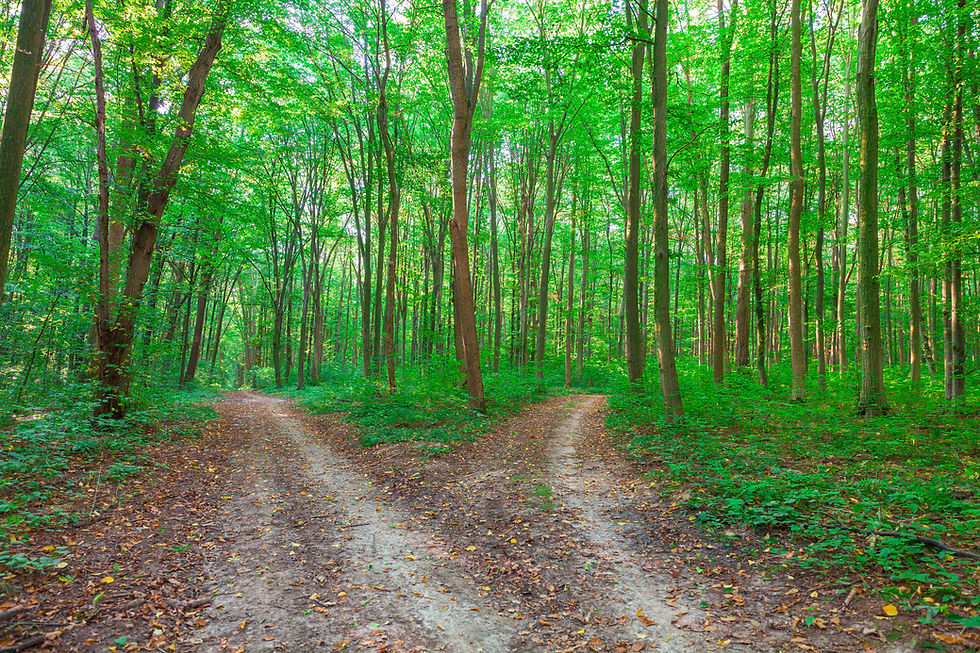A path diverging in the woods.