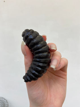 Wax grub maggot