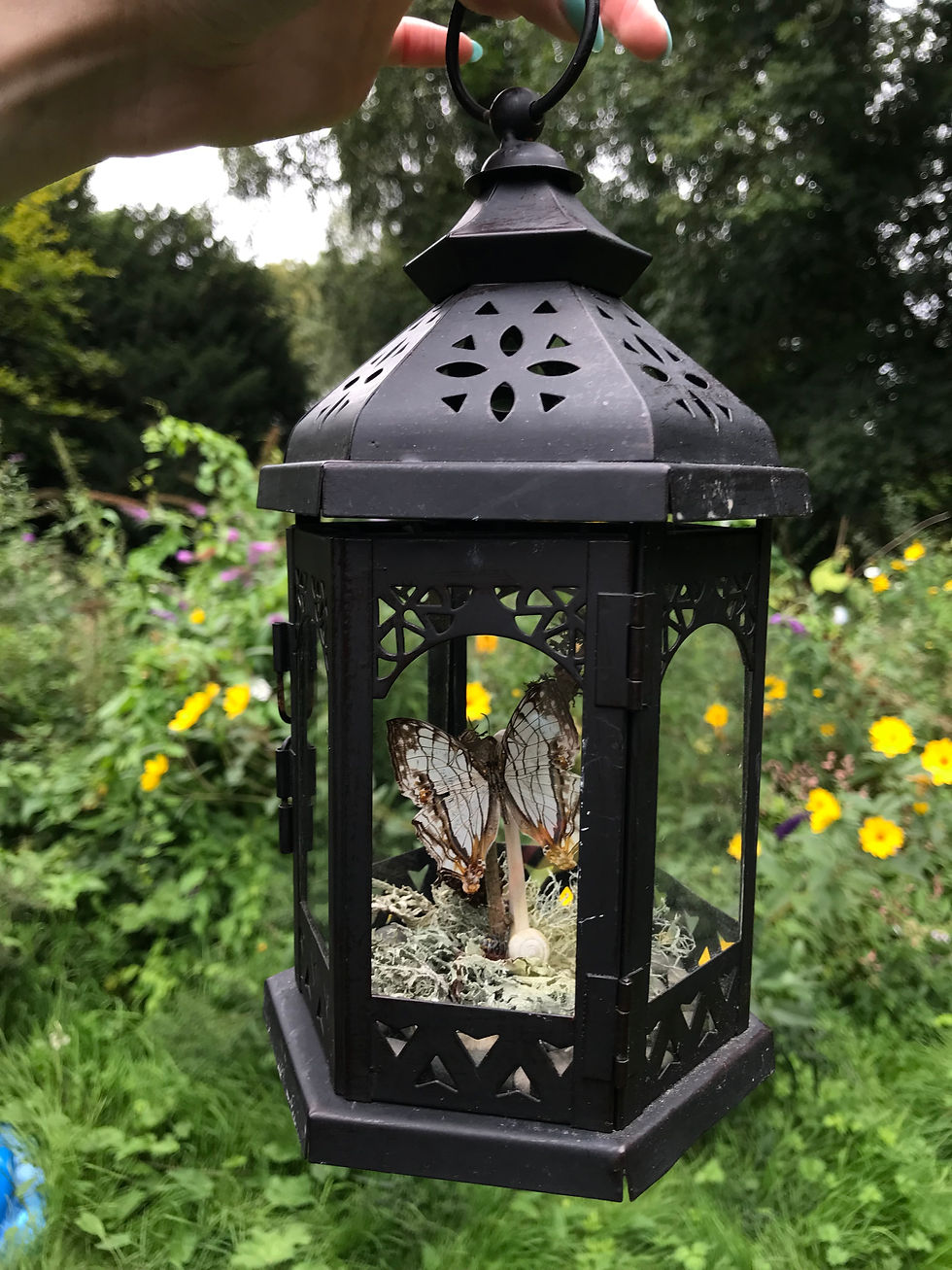 Butterfly Terrarium (2021)