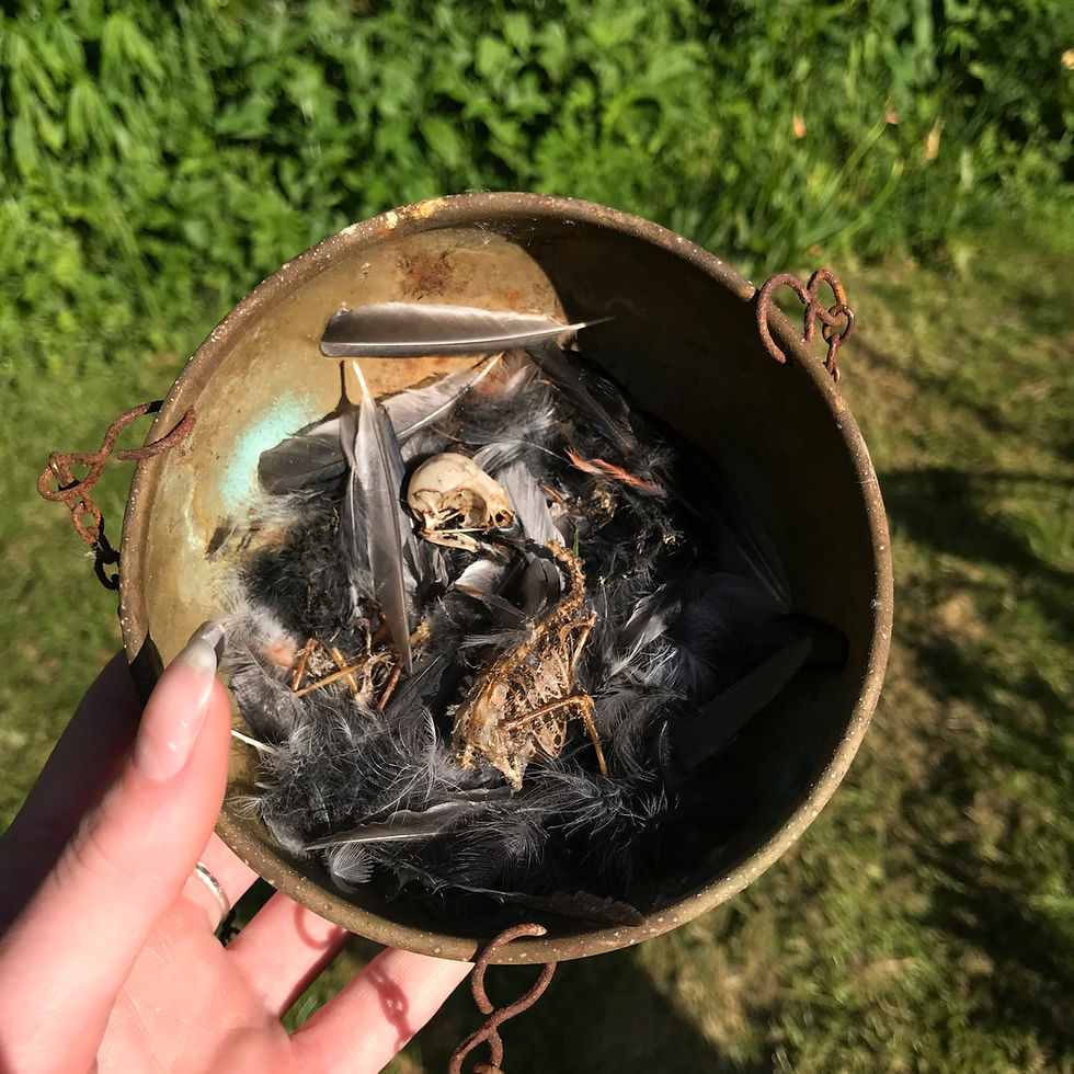 Bullfinch Bones (2022)