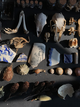 Foraged elements of nature including bones, shells, lichen, insects, seeds, teeth, owl pellets and more