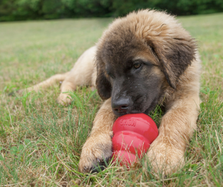 Is a Kong Classic Really Worth It?