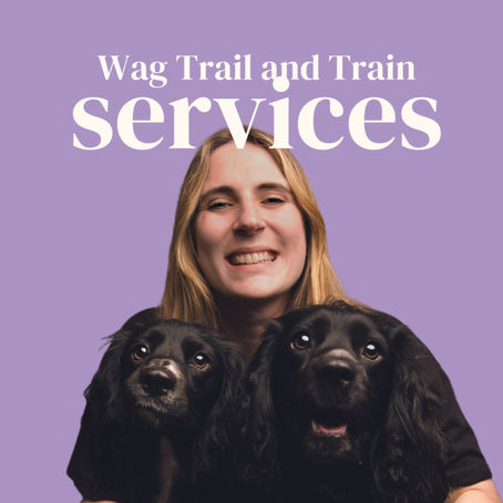 Those Wanting To Become Dog Trainers, This One Is For You