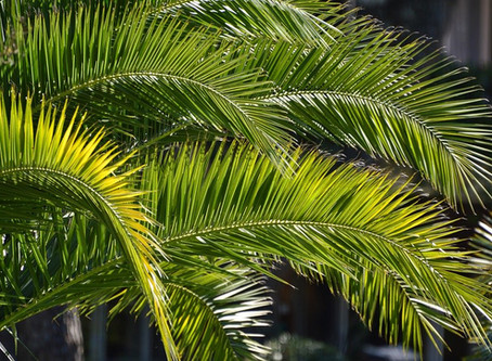 Keeping Sunday Holy - Palm Sunday, April 5, 2020
