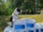 Dog with Salt Block Bags