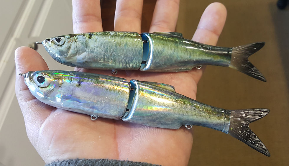 Blueback Herring