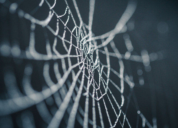 Spiderweb