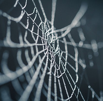 Spinnennetz