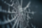 spiders