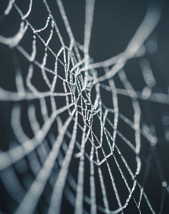 Spiderweb