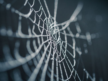 Spiderweb