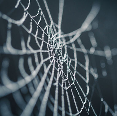 Trapped in a web