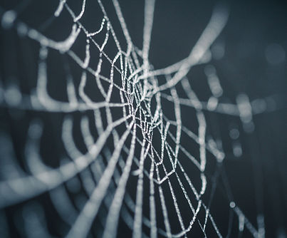 Spiderweb