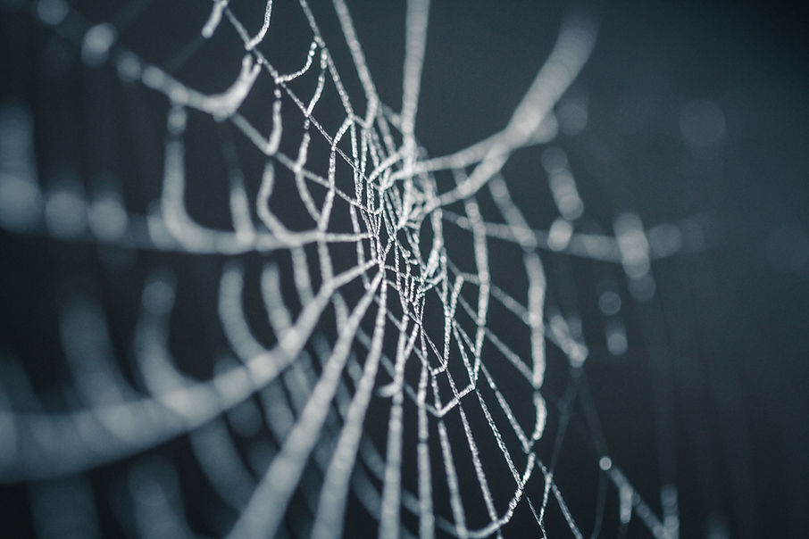 Spider Web Close-Up