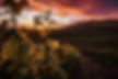 hoodcrestwinery.com_sunset.jfif
