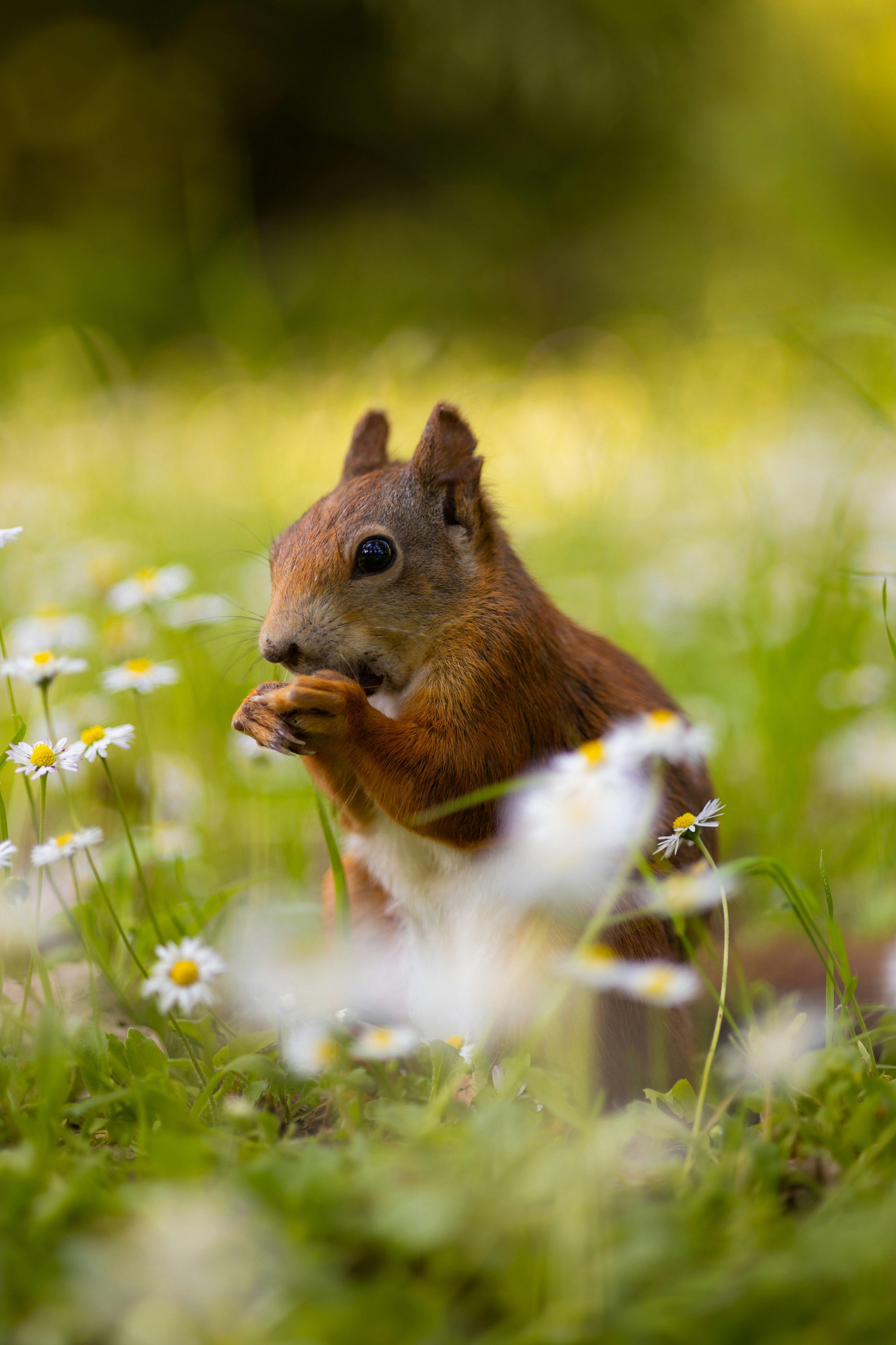 Calendrier de l'Avent 2024 "Petite Bête des Bois"