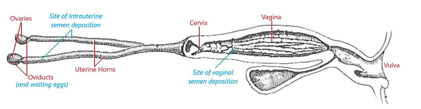 Reproductive anatomy pic Rubbed out anat