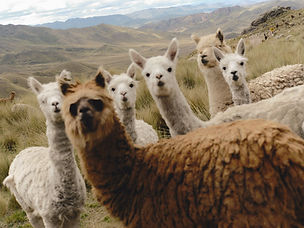 caption (5)22.jpg