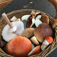 Geschenke des Waldes