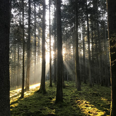 Morgenlicht