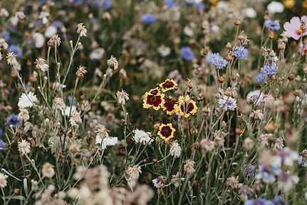 HAYLEYRUTHCOUNSELLING-SUNFLOWERS-MIRL+CO-57.jpg
