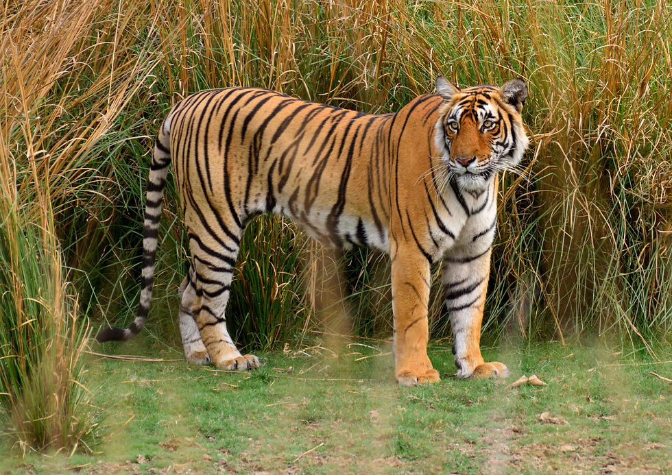 Ranthambore (2).jpg