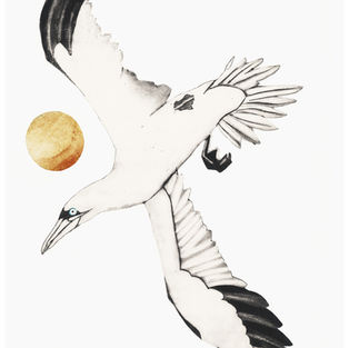 Gannet 107 x 76cm Hand Painted Engraving Edition of 25  £1200 by Beatrice Forshall.jpg