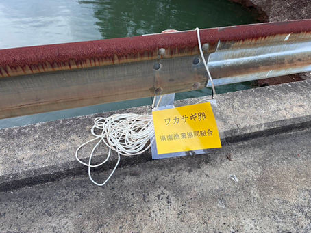 米沢支部 活動報告|水窪ダムにワカサギ卵を放流しました