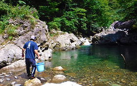 渓流魚 | 三面川鮭産漁業協同組合 | 村上市