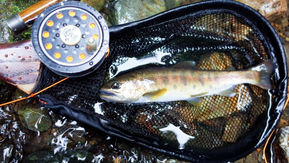 そろそろ渓流魚解禁です