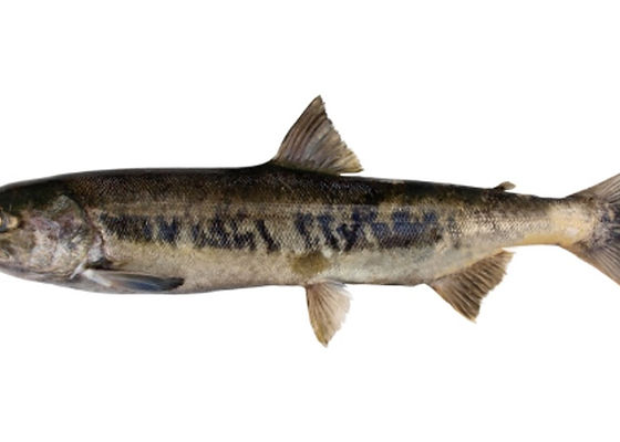 サケ | 福井内水面漁連 | さかな図鑑