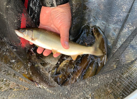 7/1 アユ釣り解禁のお知らせ