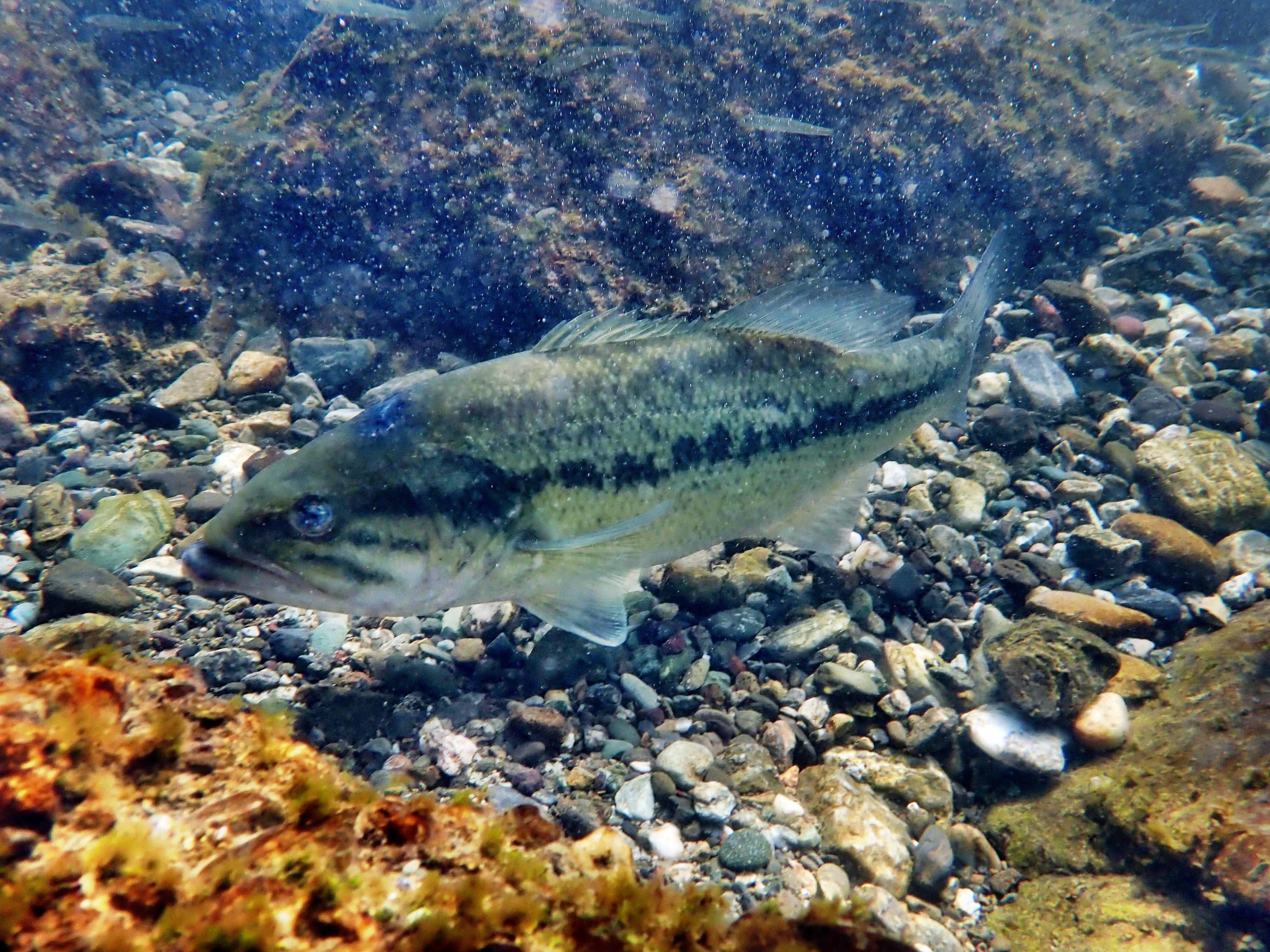 オオクチバス ブラックバス