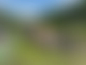 6月13日 関川本流C&R区間 ヤマメ成魚放流を実施しました