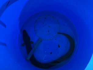 うなぎ漁 解禁のお知らせ