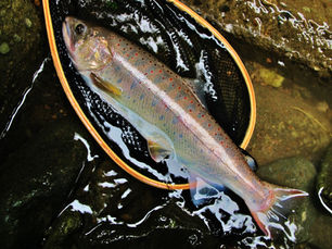 あまご漁 解禁のお知らせ