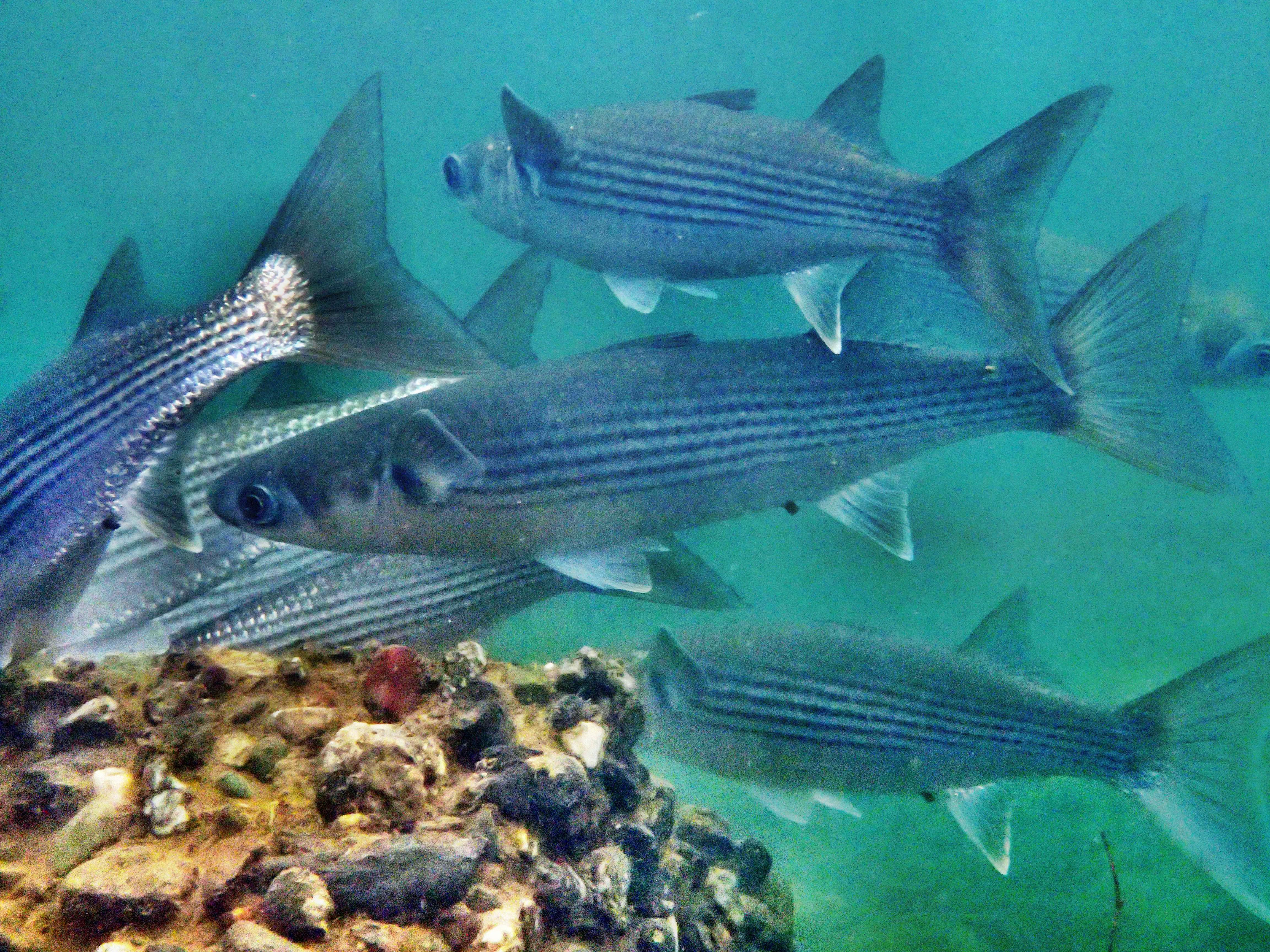 2469 外国切手 ポーランド 1967年 魚類 シリーズ 9種 未使用 2469 外国