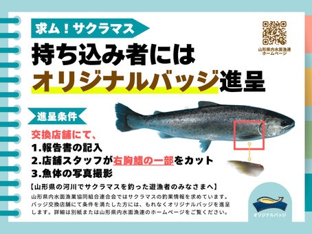 【募集】サクラマス釣果情報