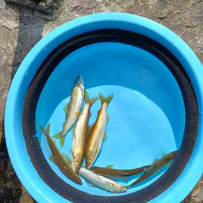 8月22日 越知川 鮎釣果報告