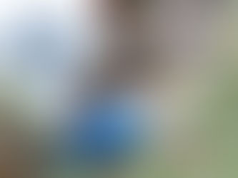 モクズガニを放流しました。