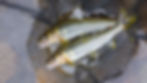 ree