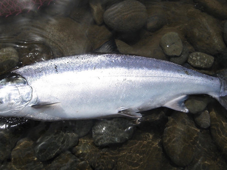 皆様からの釣果情報をお待ちしております。