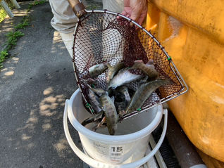 アマゴ放流のお知らせ