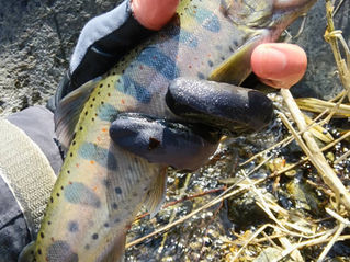 あまご放流のお知らせ