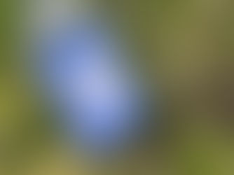 モクズガニの漁期が始まります