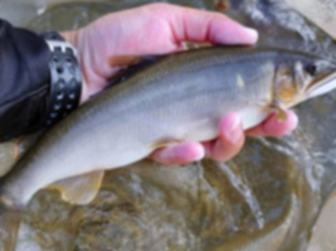 katsuyama-ayu650_漁期